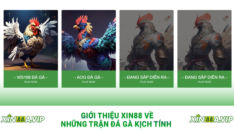 Giới thiệu Xin88 về những trận đá gà kịch tính 
